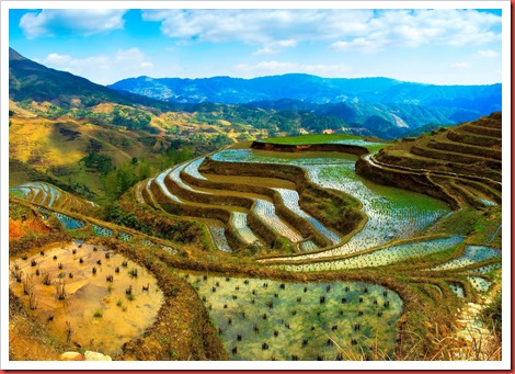 566-rice-fields 566-rice-fields