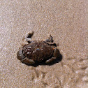 Crab