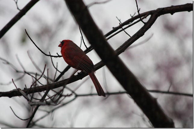IMG_9549 IMG_9549