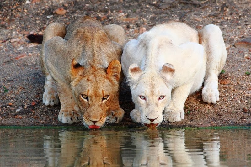 [lionesses-white-lion-drinking-at-the-watering-hole%255B2%255D.jpg]