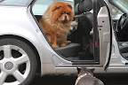 Sharkey and I will go along with you for the ride.  We have short hair and it's easy for us to get groomed right at home.