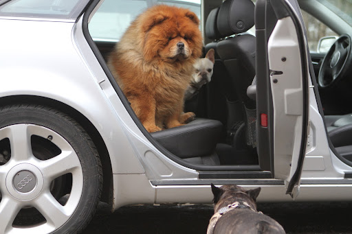 Sharkey and I will go along with you for the ride.  We have short hair and it's easy for us to get groomed right at home.