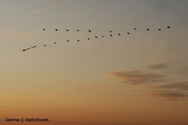 Geese In V Formation