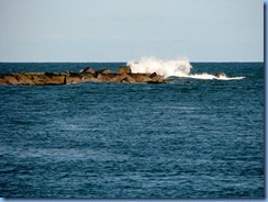 6968 Texas, South Padre Island - Osprey Cruises - Sea Life Safari  - end of Isla Blanca Park jetty