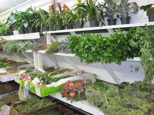 Throughout the store you can find different greenery.