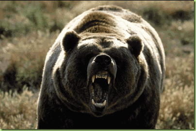 06-24-grizzly-bear_full_380