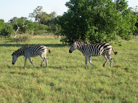 Zebras - Linyanti Concession (Chobe Region)