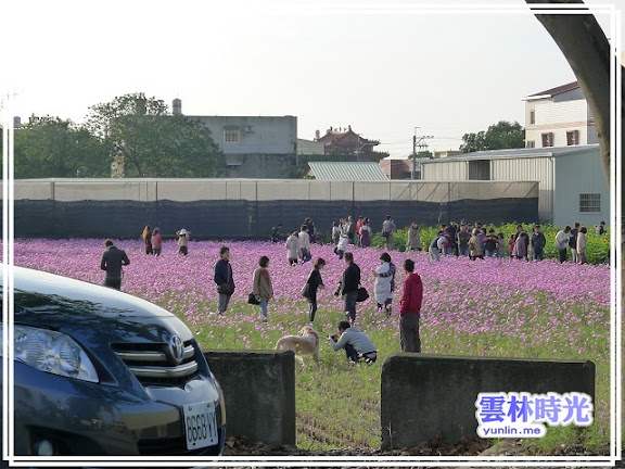 2012莿桐孩沙里的花海開了-花舞雲林、亮點莿桐