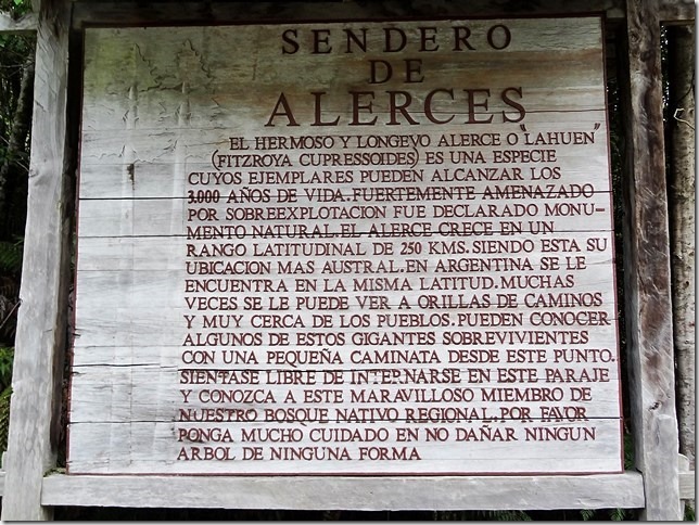 Sendero_de_Alerces_DSC01633