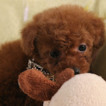 dog618-8.jpg