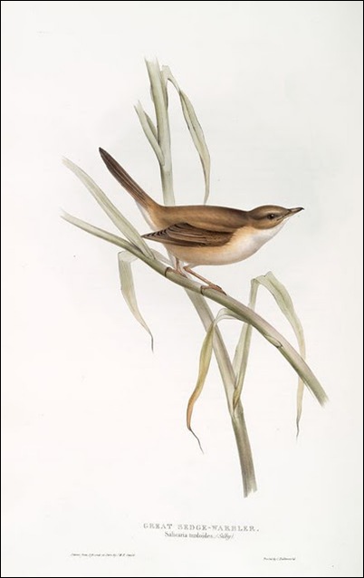bird bird