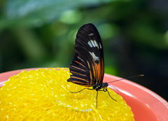 Cockrell Butterfly Center 14 copy