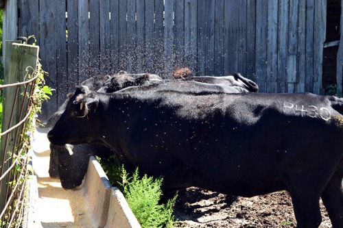 [flies-on-the-cows3.jpg]
