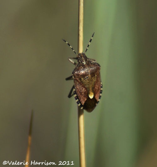 [19-sloe-shield-bug%255B2%255D.jpg]