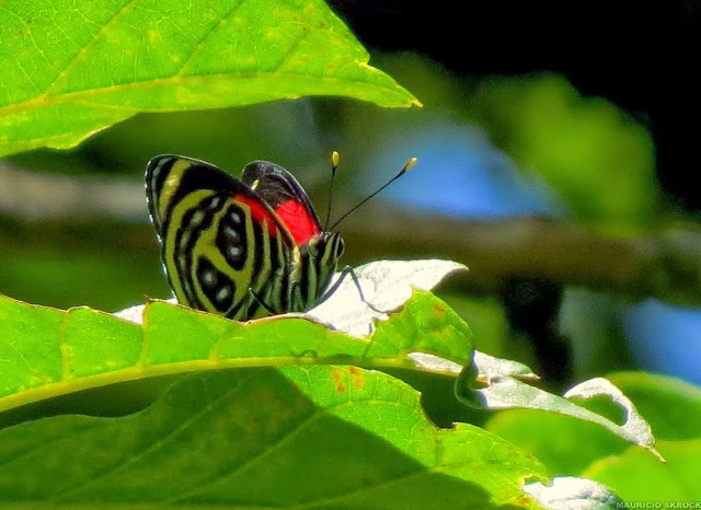 Callicore pygas pygas (GODART, [1824]). Environs de Curitiba (Paraná, Brésil), 21 décembre 2013. Photo : Mauricio Skrock