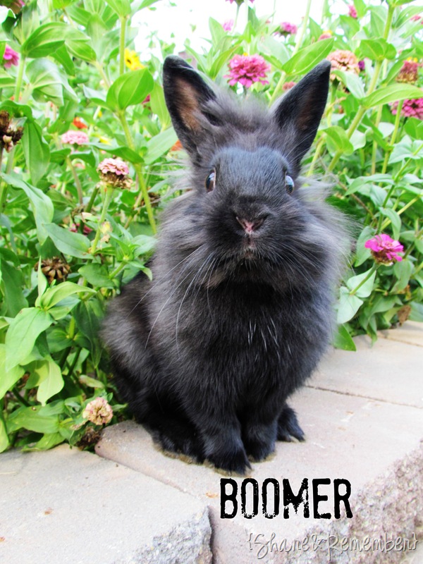 [Boomer-Bunny5.jpg]