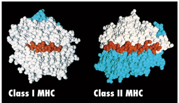 MHC Class I and Class II