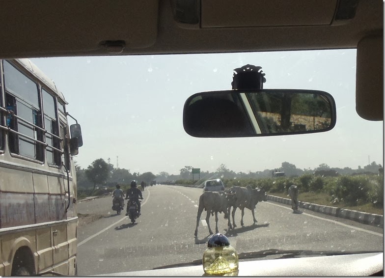 Rodovia  Jaipur-Fatehpur - vacas atravessam rodovia