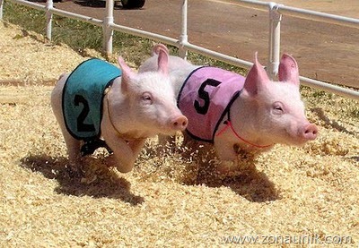 [balap%2520babi%255B3%255D.jpg]