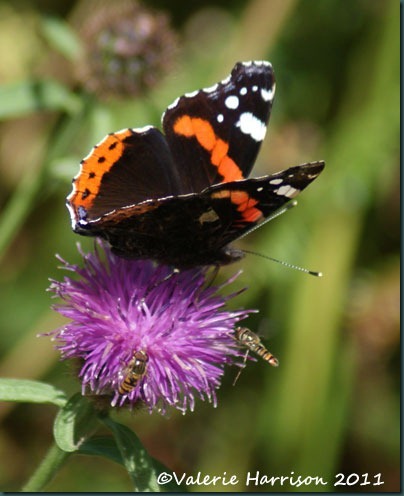 19-red-admiral