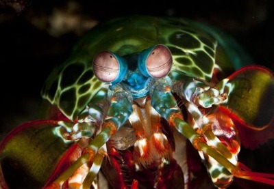 Camarão mantis (odontodactylus scyllarus) - Por Mantis Shrimp