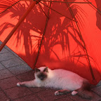 sommer-2009-terassen1.JPG