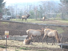 11.2011 Maine Elks 11.2011 Maine Elks