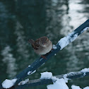 Sparrow