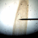 cell_onion_root_40x.jpg