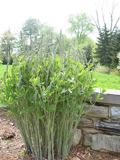 This is false indigo - Baptisia australis - and it is so beautiful when it blooms.