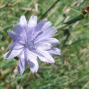 Chickory