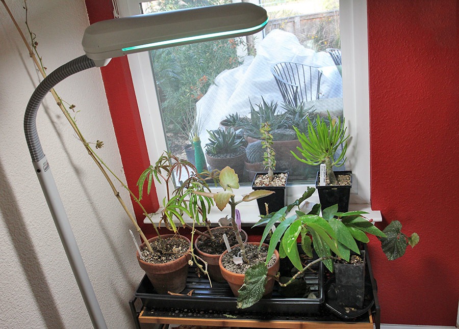 [111206_plants_in_diningroom%255B3%255D.jpg]
