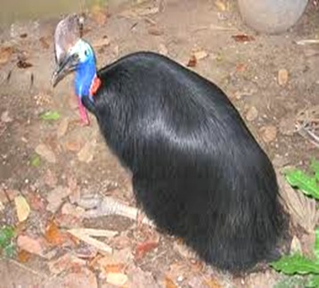 Casuarius-emu Casuarius-emu