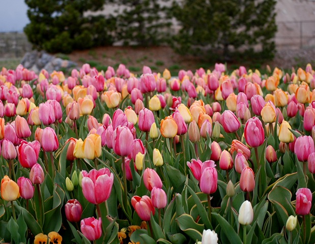 [tulips23%255B2%255D.jpg]