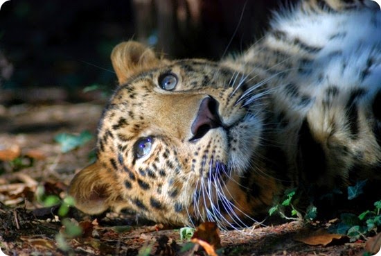 leopardo dell'amur3