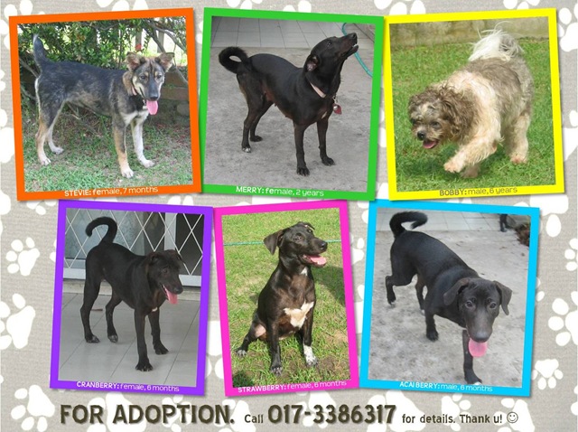 [Dogs%2520adoption_June2011%255B4%255D.jpg]