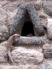 Lizard