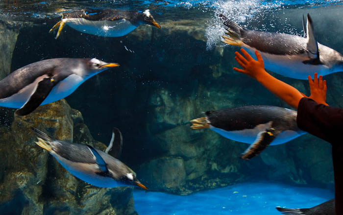 Penguins at the Living Planet Aquarium in Sandy, Utah