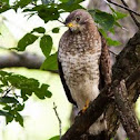Broad-winged Hawk