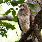 Broad-winged Hawk
