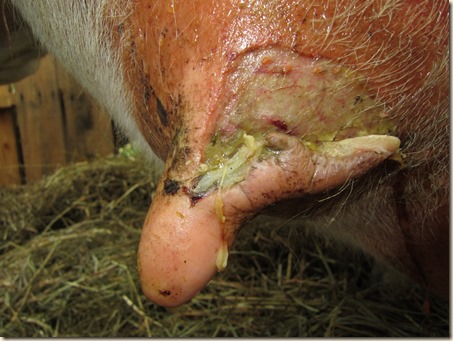 Cow teat 006 Cow teat 006