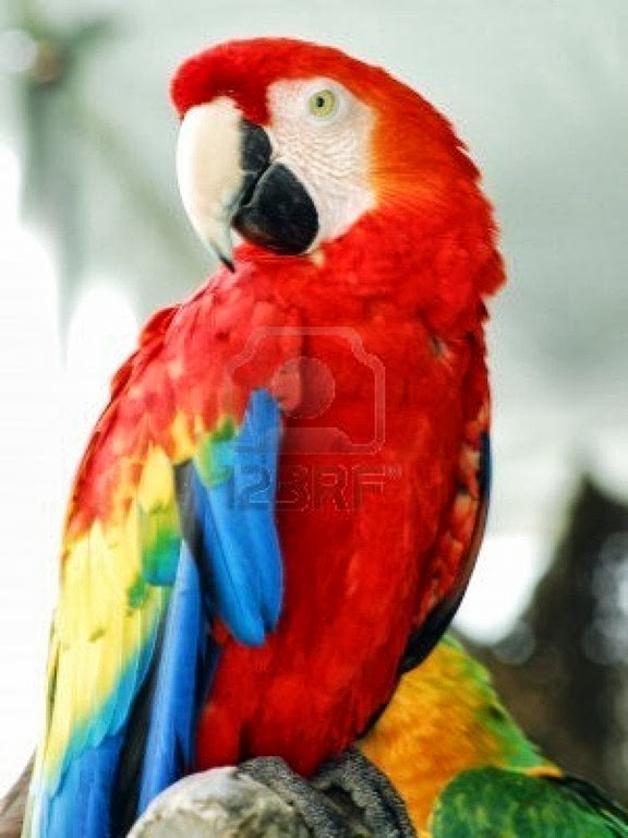 [3542601-red-macaw-bird2.jpg]
