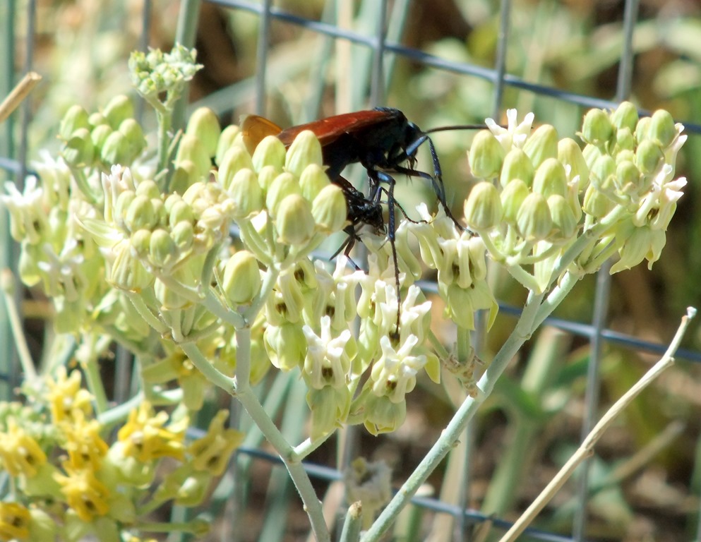 [Tarantula-hawks-on-milkweed-6-24-201.jpg]