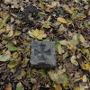 dsc03921.jpg