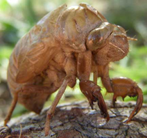 c0 Cicada Exoskeleton