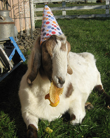 Eldon, a goat from Tillamook, Oregon, celebrates his 9th birthday goat-style. Eldon, a goat from Tillamook, Oregon, celebrates his 9th birthday goat-style.