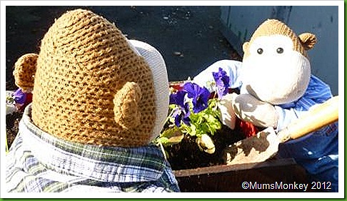 winter pansies