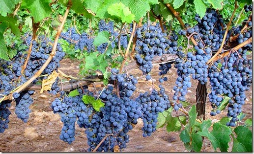 viniedos-ribera-del-duero viniedos-ribera-del-duero