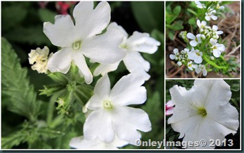 white collage white collage