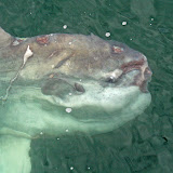 Ocean sunfish